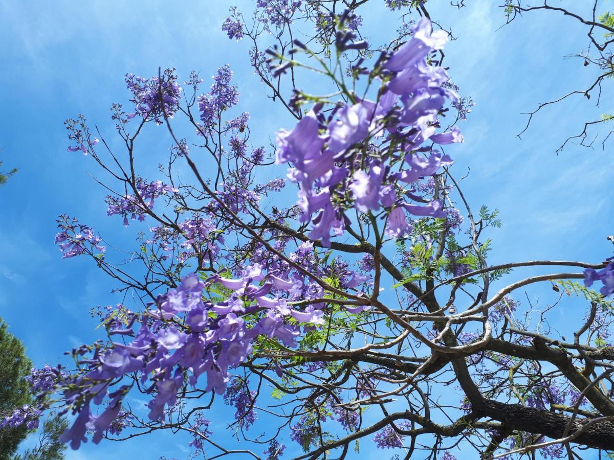 Cortijo Los Conquistadores Lucena Del Puerto Ngoại thất bức ảnh