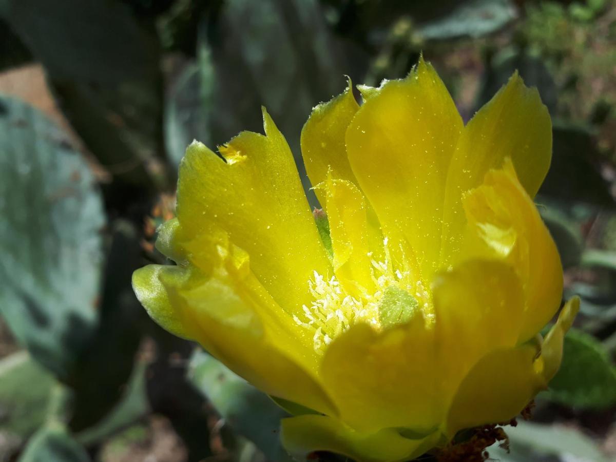Cortijo Los Conquistadores Lucena Del Puerto Ngoại thất bức ảnh